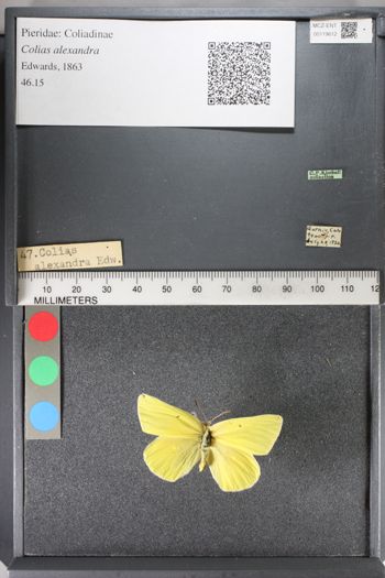Media type: image;   Entomology 119612